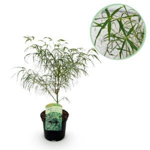 Japanse Esdoorn - Acer Palmatum Koto-No-Ito - Groen - Bladverliezend - Pot 19Cm Hoogte 70Cm