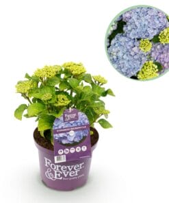 Hortensia - Hydrangea Forever - Blauw - 7-12 Bloemen - Pot 23Cm Hoogte 55Cm