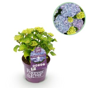 Hortensia - Hydrangea Forever - Blauw - 7-12 Bloemen - Pot 23Cm Hoogte 55Cm