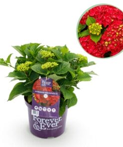 Hortensia - Hydrangea Forever - Rood - 7-12 Bloemen - Pot 23Cm Hoogte 55Cm