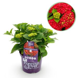 Hortensia - Hydrangea Forever - Rood - 7-12 Bloemen - Pot 23Cm Hoogte 55Cm