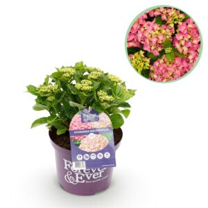 Hortensia - Hydrangea Forever - Roze - 7-12 Bloemen - Pot 23Cm Hoogte 55Cm