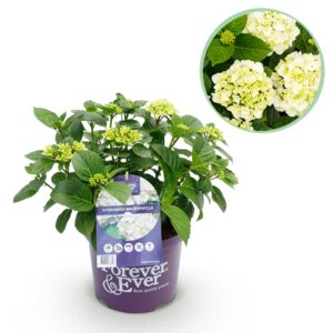 Hortensia - Hydrangea Forever - Wit - 7-12 Bloemen - Pot 23Cm Hoogte 55Cm