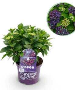 Hortensia - Hydrangea Forever - Paars - 7-12 Bloemen - Pot 23Cm Hoogte 55Cm