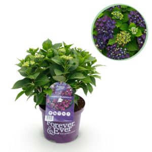 Hortensia - Hydrangea Forever - Paars - 7-12 Bloemen - Pot 23Cm Hoogte 55Cm