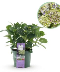 Hortensia - Hydrangea Magical Jewel Blue - 6-10 Bloemen - Pot 23Cm Hoogte 55Cm