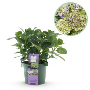 Hortensia - Hydrangea Magical Jewel Blue - 6-10 Bloemen - Pot 23Cm Hoogte 55Cm