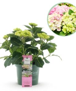 Hortensia - Hydrangea Magical Jewel Pink - 6-10 Bloemen - Pot 23Cm Hoogte 55Cm