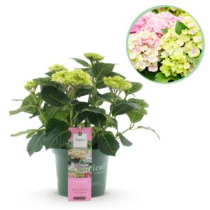Hortensia - Hydrangea Magical Jewel Pink - 6-10 Bloemen - Pot 23Cm Hoogte 55Cm