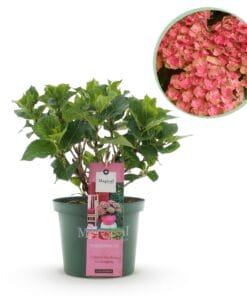 Hortensia - Hydrangea Magical Green Fire - Roze Groen - 6-10 Bloemen - Pot 23Cm Hoogte 55Cm