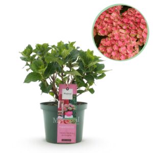 Hortensia - Hydrangea Magical Green Fire - Roze Groen - 6-10 Bloemen - Pot 23Cm Hoogte 55Cm