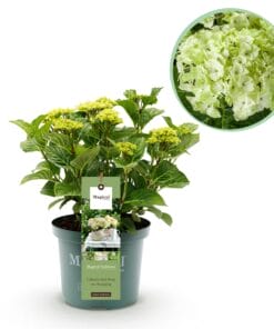 Hortensia - Hydrangea Magical Nobless - Wit - 6-10 Bloemen - Pot 23Cm Hoogte 55Cm