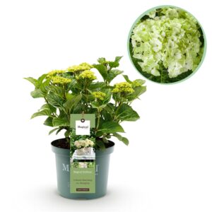 Hortensia - Hydrangea Magical Nobless - Wit - 6-10 Bloemen - Pot 23Cm Hoogte 55Cm