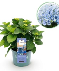 Hortensia - Hydrangea Magical Revolution Blue - 6-10 Bloemen - Pot 23Cm Hoogte 55Cm