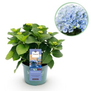 Hortensia - Hydrangea Magical Revolution Blue - 6-10 Bloemen - Pot 23Cm Hoogte 55Cm