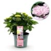 Hortensia - Hydrangea Magical Revolution Pink - 6-10 Bloemen - Pot 23Cm Hoogte 55Cm