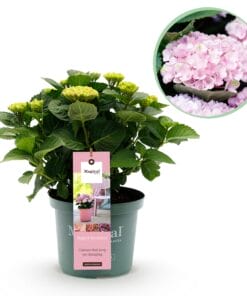 Hortensia - Hydrangea Magical Revolution Pink - 6-10 Bloemen - Pot 23Cm Hoogte 55Cm