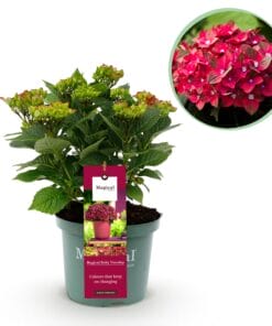 Hortensia - Hydrangea Magical Teusday - Rood - 6-10 Bloemen - Pot 23Cm Hoogte 55Cm