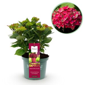 Hortensia - Hydrangea Magical Teusday - Rood - 6-10 Bloemen - Pot 23Cm Hoogte 55Cm
