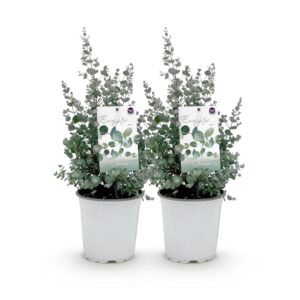 Eucalyptus – geurende boom met blauwgroen blad – pot 17 cm, ±40 cm