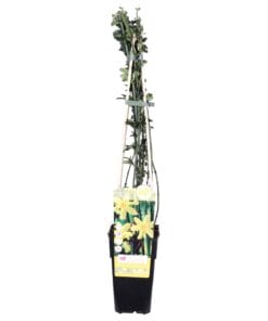 Jasminum Nudiflorum - Ø15Cm - ↕65Cm