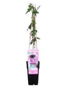 Passiflora Paars 'Purple Haze' - Ø15Cm - ↕65Cm