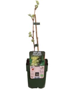 Vitis Vinifera 'Johanniter' - Witte Druif - Ø13Cm - ↕45Cm