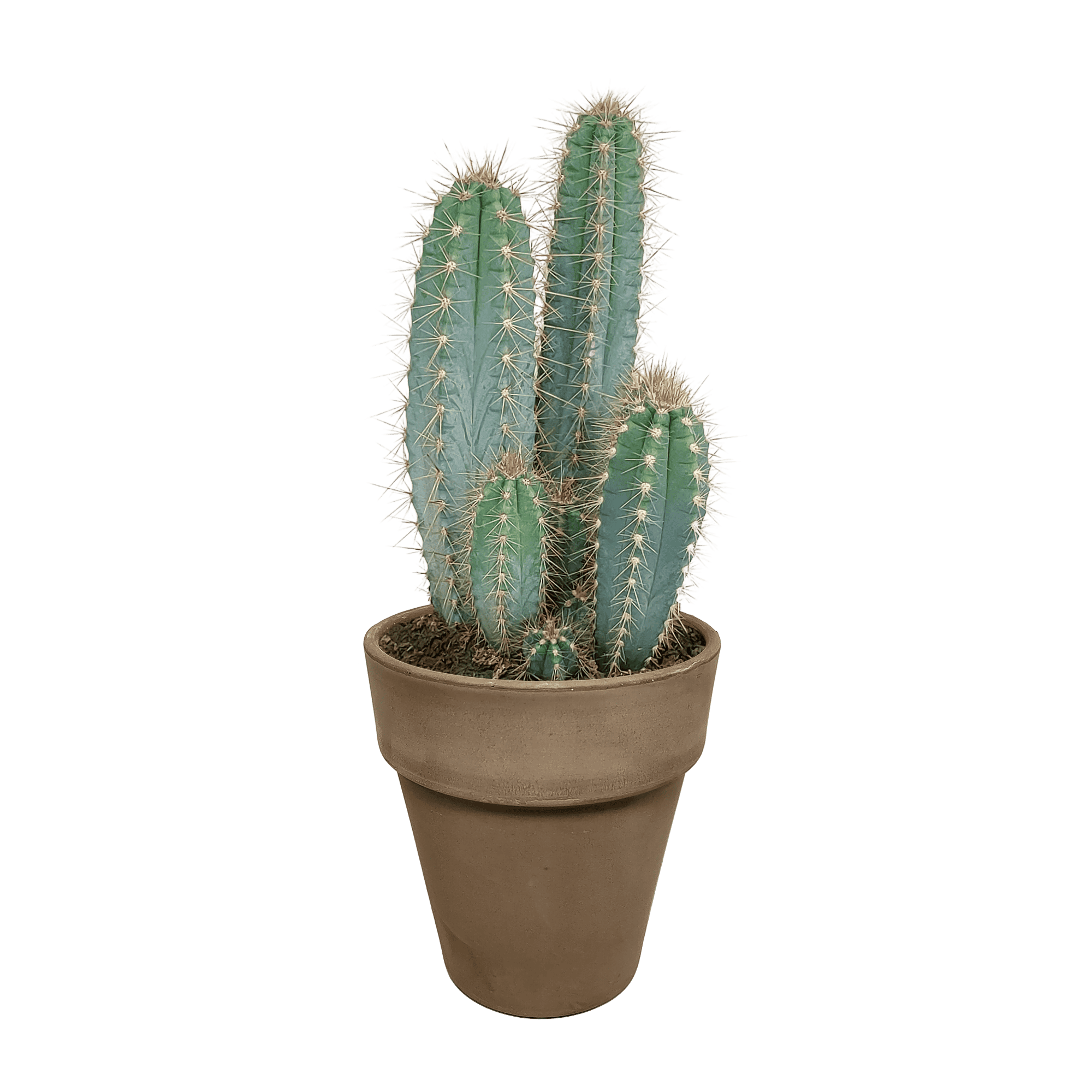 Pilosocereus Azureus - Afbeelding 2