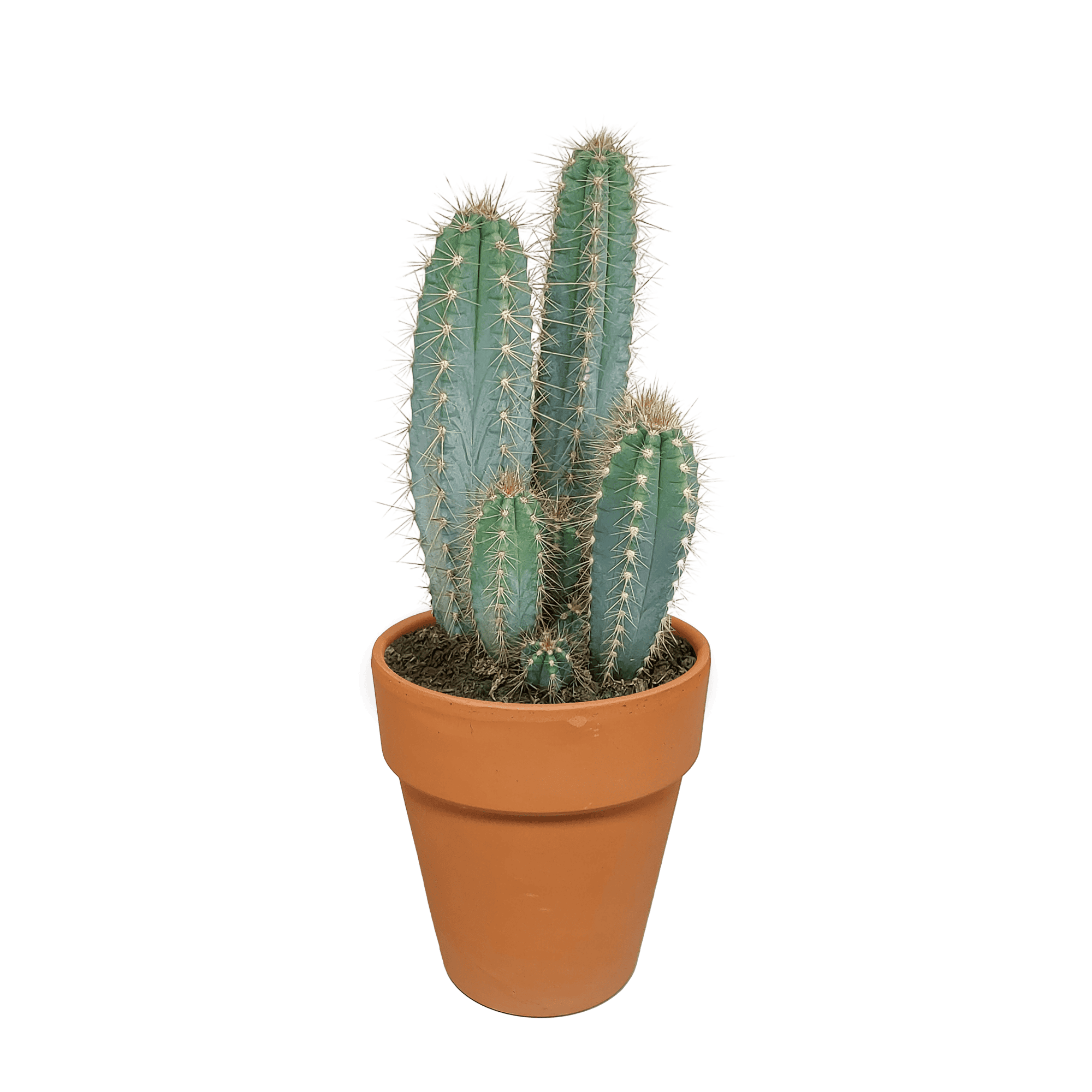 Pilosocereus Azureus - Afbeelding 3