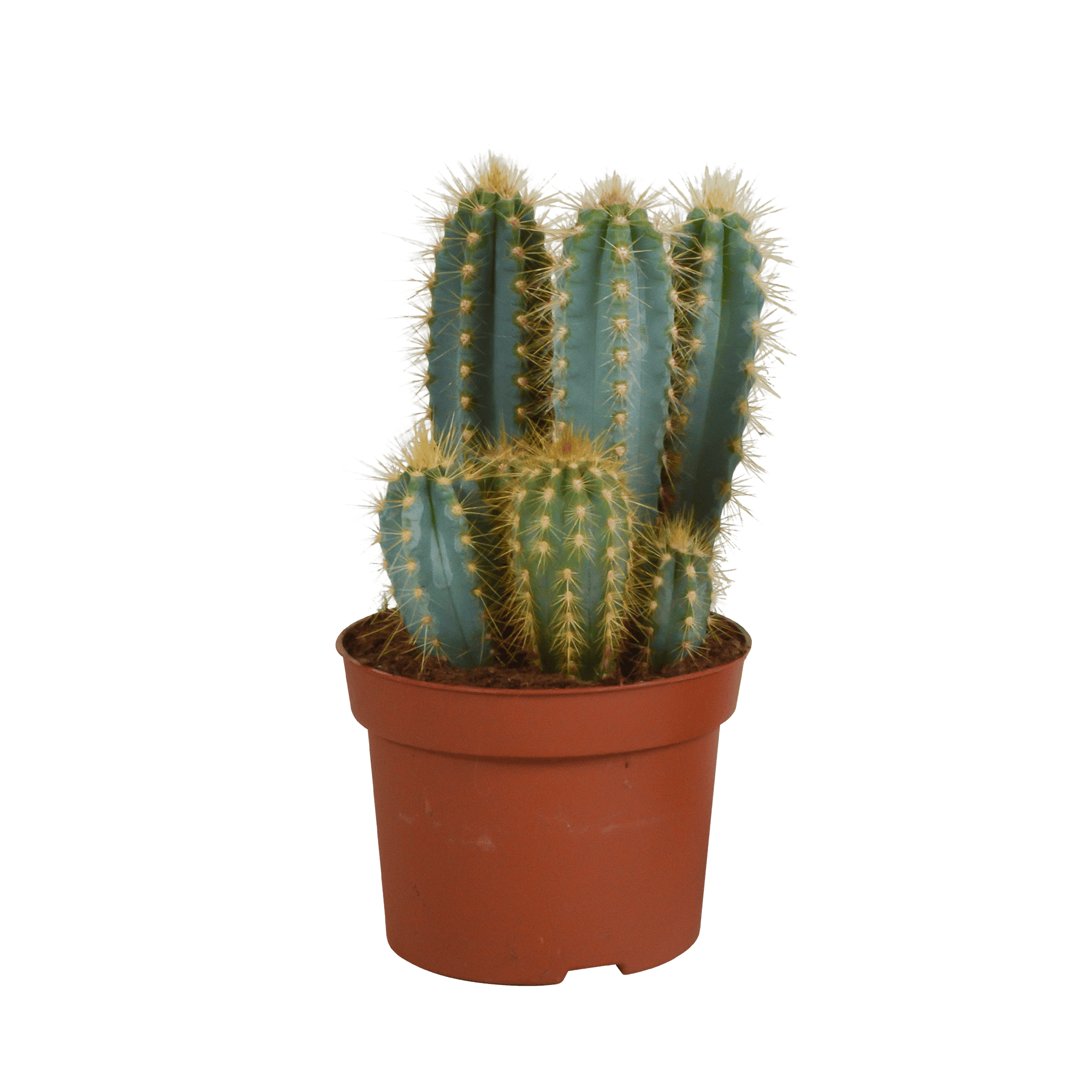 Pilosocereus Azureus - Afbeelding 4