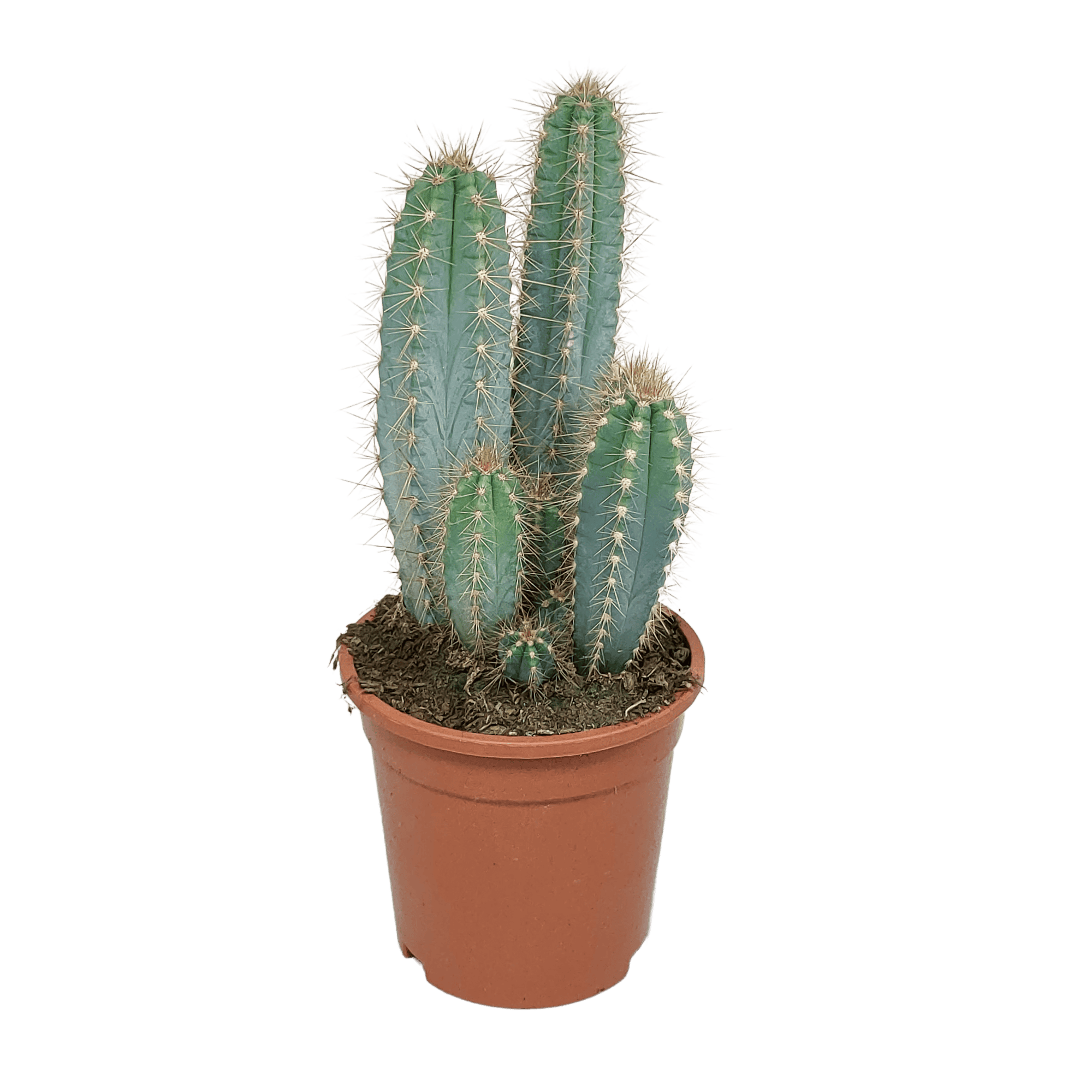 Pilosocereus Azureus - Afbeelding 5