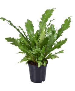 Asplenium Nidus - Ø17Cm - ↕45Cm