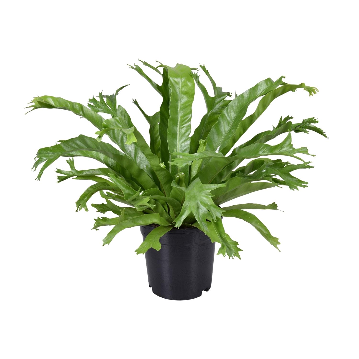 Asplenium Nidus Crissie - Ø17Cm - ↕40Cm