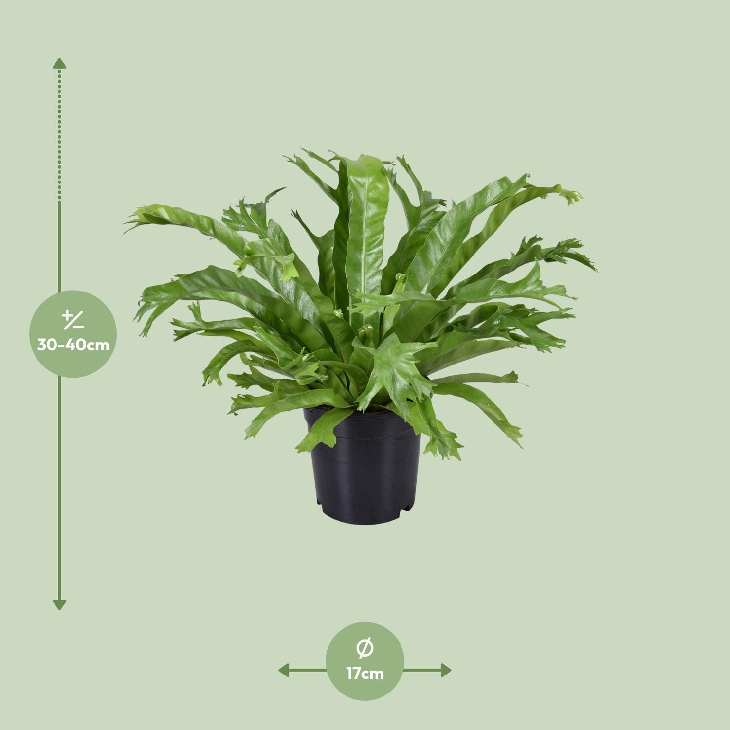 Asplenium Nidus Crissie - Ø17Cm - ↕40Cm - Afbeelding 2