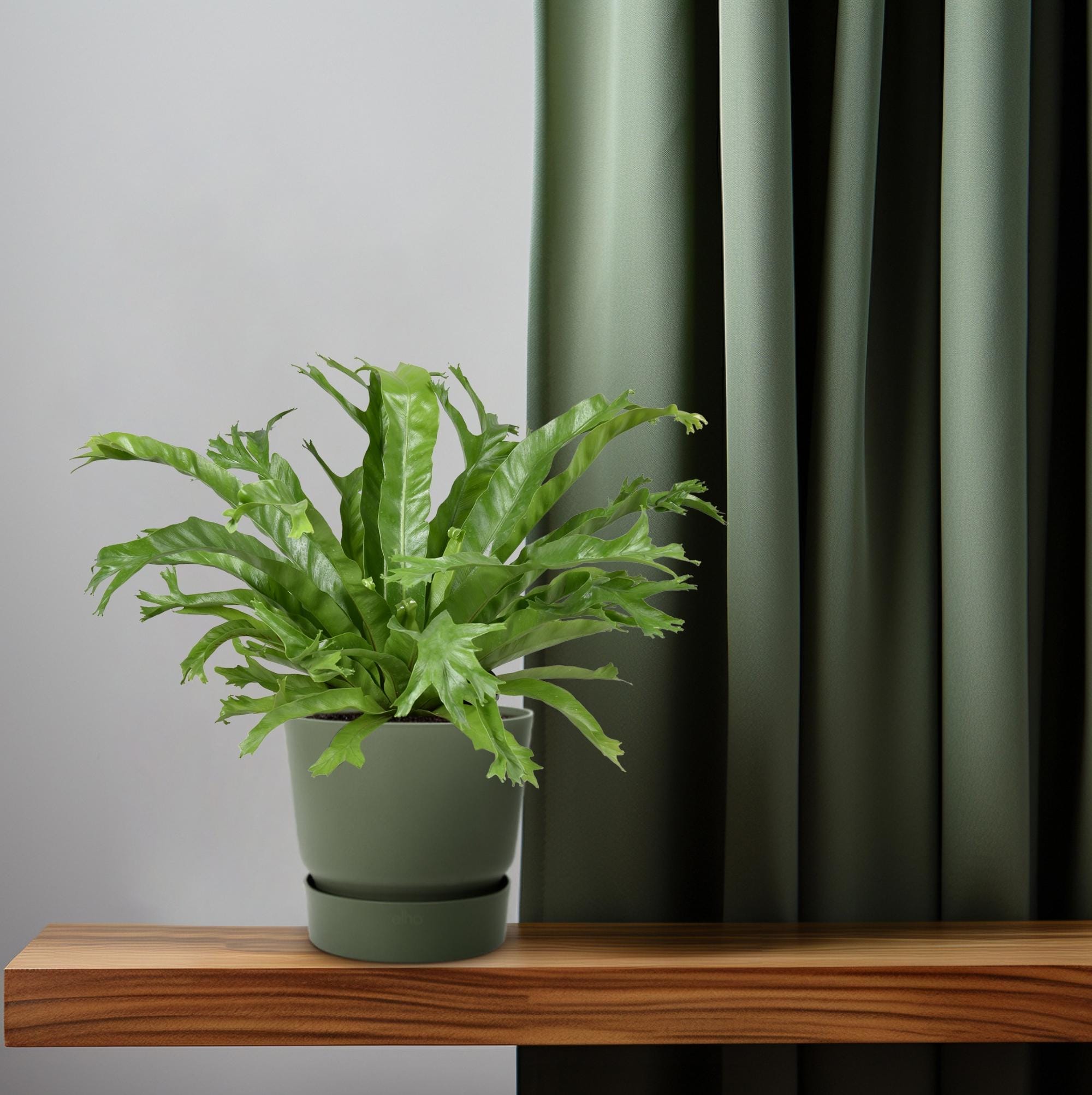 Asplenium Nidus Crissie - Ø17Cm - ↕40Cm - Afbeelding 5