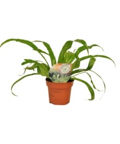 Asplenium Antiquum - Ø12Cm - ↕30Cm