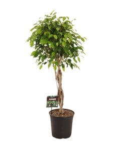 Ficus Benjamina Exotica - Ø27Cm - ↕120Cm