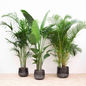 Voordeelpakket grote kamerplanten – Kentia, Strelitzia Nicolai en – ±200 cm