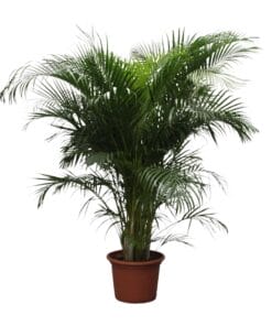 Dypsis Lutescens (Areca Palm) - 230 Cm - Ø40
