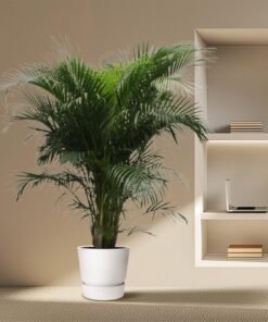 Areca Palm (Dypsis lutescens) – tropische palmboom voor binnen – pot 40 cm, ±230 cm - Afbeelding 4