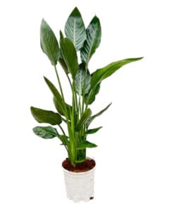 Strelitzia Reginae - 100 Cm - Ø19