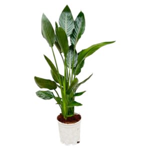 Strelitzia (Paradijsvogelplant) – indrukwekkende kamerplant – pot 19 cm, ±100 cm