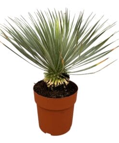 Yucca Rostrata Op Stam - 70 Cm - Ø27