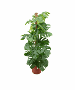 Combi Deal - Monstera Pertusum Xl Inclusief Elho Jazz Round Rood Ø26 - 150 Cm