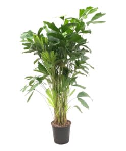Caryota Mitis - 160 Cm - Ø24
