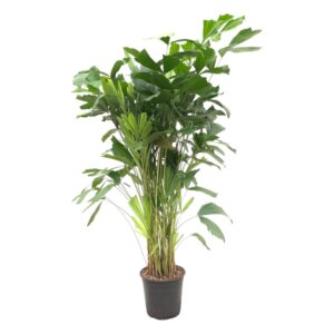 Visgraatpalm (Caryota mitis) – tropische kamerpalm met geveerd blad – pot 24 cm, ±160 cm