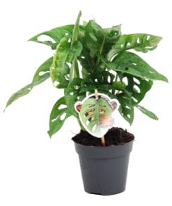 Monstera Obliqua 'Monkey Leaf' - 25 Cm - Ø12