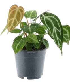 Anthurium Chrystallium - 35 Cm - Ø12