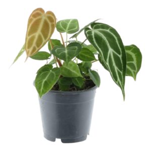 Anthurium Crystallinum – grote bladeren met witte nerven – pot 12 cm, ±35 cm