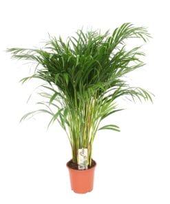 Dypsis Lutescens - Areca